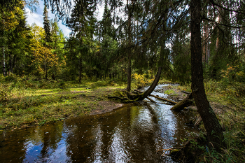 Woodland scenery / ***