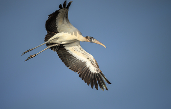 Wood Stork / ***