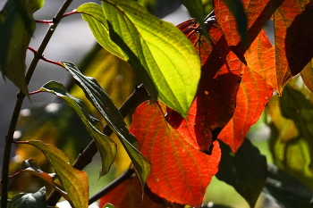 Autumn Gatchina / ***