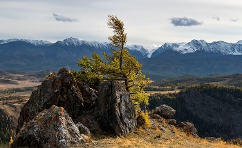 Altai autumn / ***