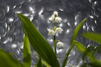 Lily of the valley / ***