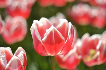 Tulips / ***