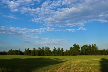 In the shade of the trees / ***