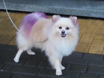 Max mini dog furry friend / colored dog