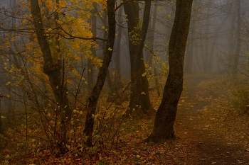 Went autumn / ***