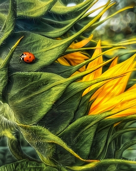 Sunflower / ***