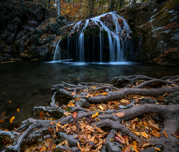 Fall Leaves / ***