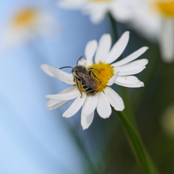 Chamomile / ***