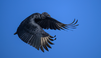 Black Vulture (Coragyps atratus) / ***