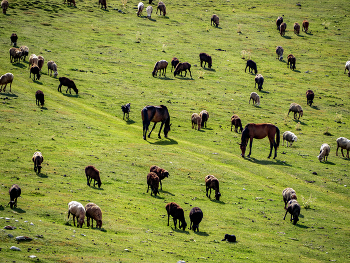 Pasture / ***