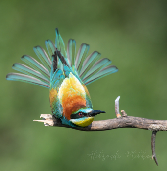 Peafowl / ***