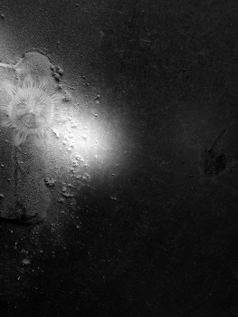 Sunflower darkness / A black and white dream