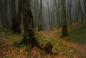 Autumn trail / ***