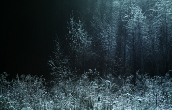 Light in the Night / ***