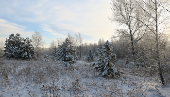 Winter sketch. / ***