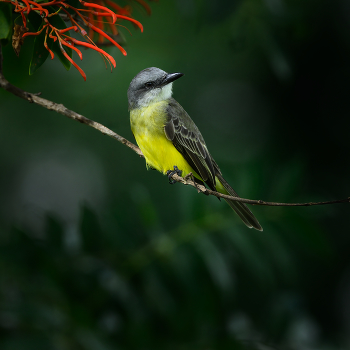 Tropical Kingbird / Tropical Kingbird