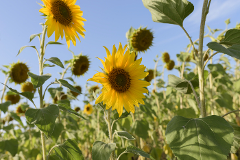 Sunflower / ***