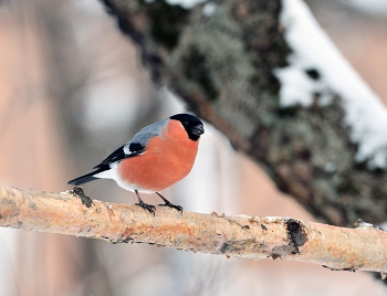 Bullfinch / ***
