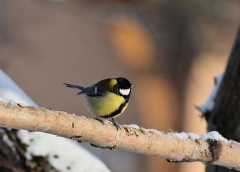 Titmouse / ***