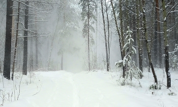 Snow and wind / ***