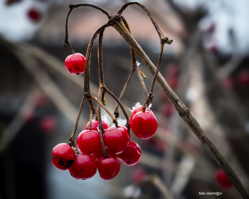 Red viburnum / ***