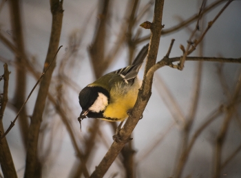 tit / ***