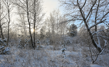 Winter sketch. / ***