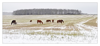 The first snow / ***