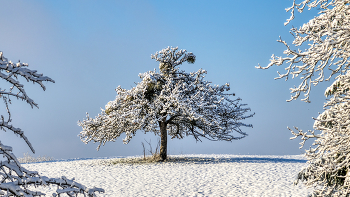 Apfelbaum / Obstbaum mit Schnee bedeckt