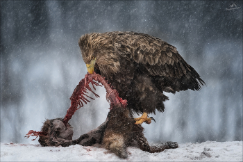 Predator / ***