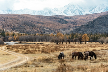 to pasture / ***