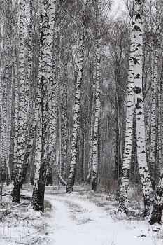 Birch Grove / ***