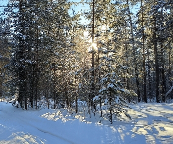 Winter road / ***