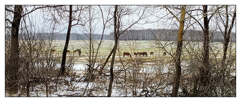 In the wild / ***