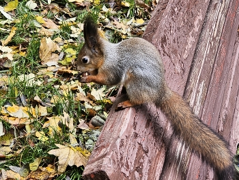 Squirrel / ***