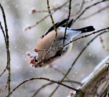 Bullfinch / ***