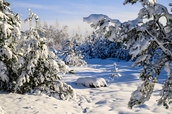 winter forest. / ***