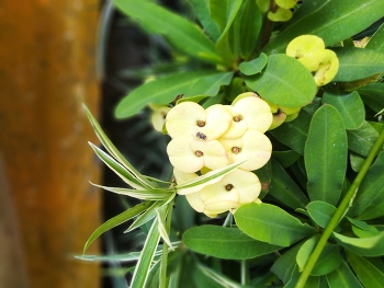 Euphorbia Flower / Yellow euphorbia flower