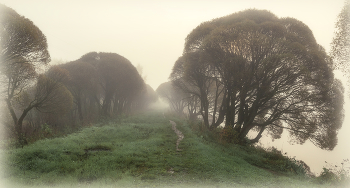 along the path of the mist / ***
