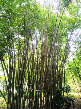 Collection of bamboo / Collection of green bamboo on the river bank