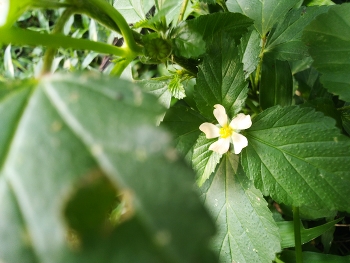White flower / White flowers surrounded by fresh green leaves