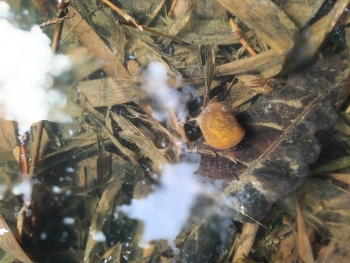 Yellow snail / Yellow snail walking in a clear river