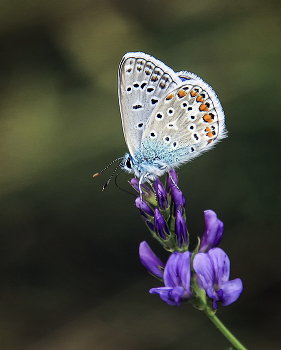 Copper-butterfly / ***