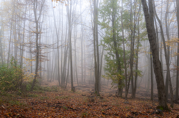 Autumn forest / ...