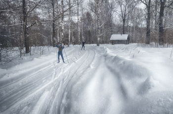 in the winter forest / ***