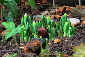 Snowdrops / ***