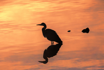 Silhouettes / ***