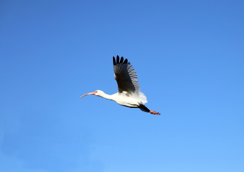 In flight / ***