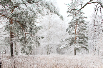 Winter landscape / ***