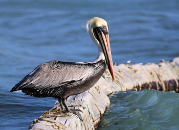 Pelican / ***